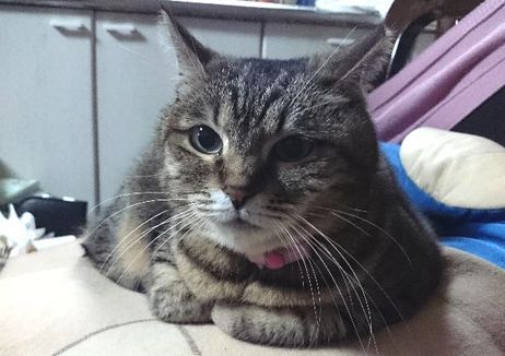 ねこ